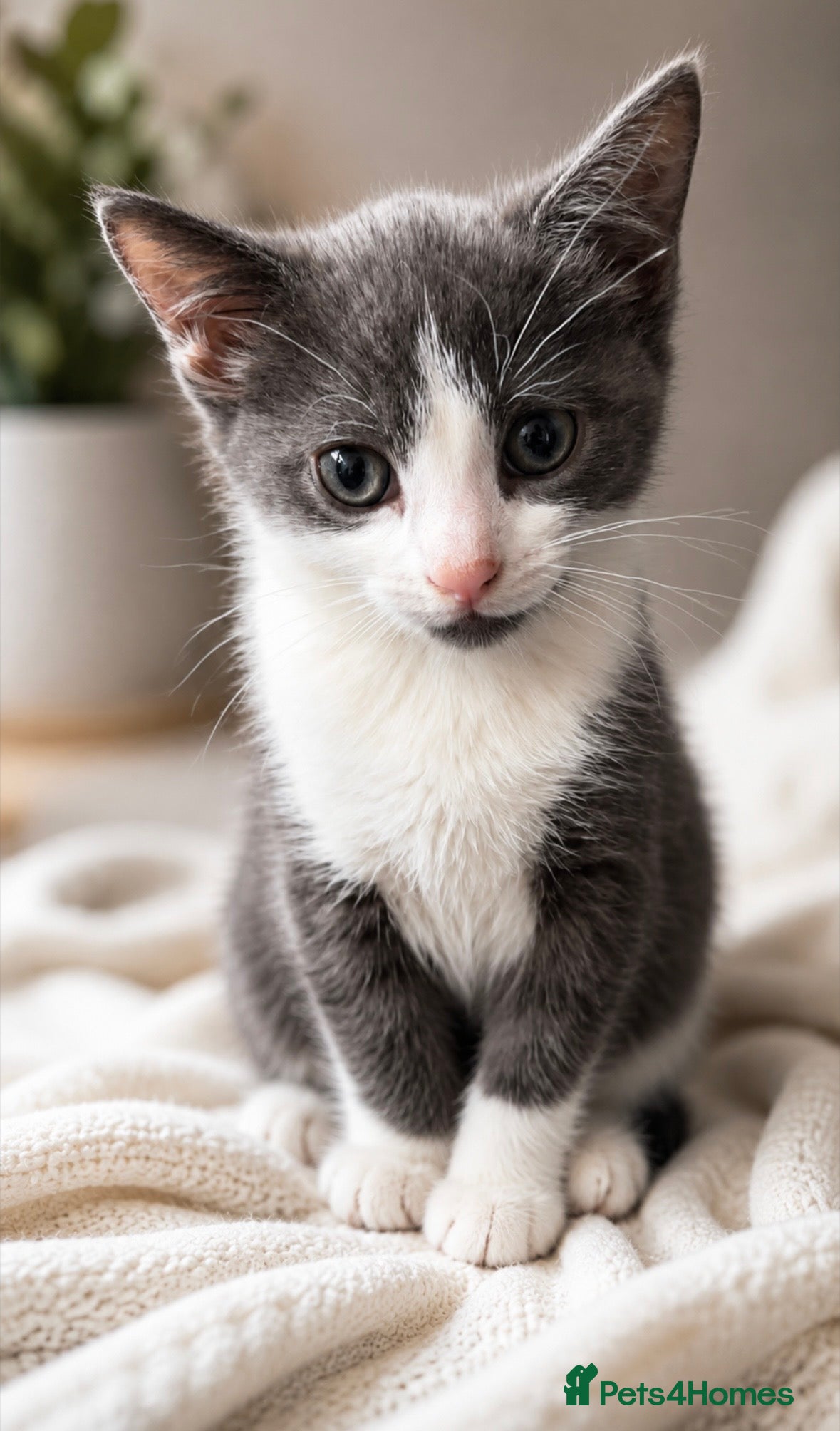 Mixed Breed cats Adorable Grey & White Tuxedo Kitten - Advert 2