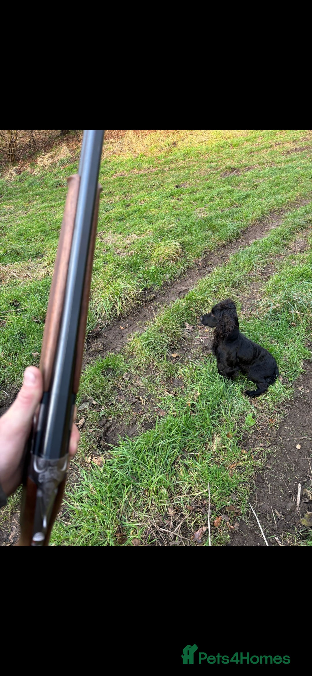 Cocker Spaniel dogs for sale: Working cocker spaniels 4 weeks old - Image 5