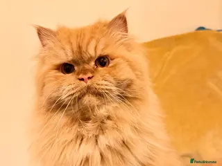 Persian cats Simba Fluffy Ginger Persian Male for Stud - Advert 5