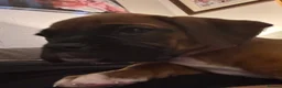 Boxer dogs for sale: Beautiful RED - with BLACK MASK-long tail  - Advert 19