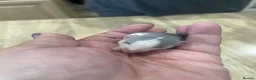 Rat rodents for sale: Baby Dumbo Rats - Advert 13