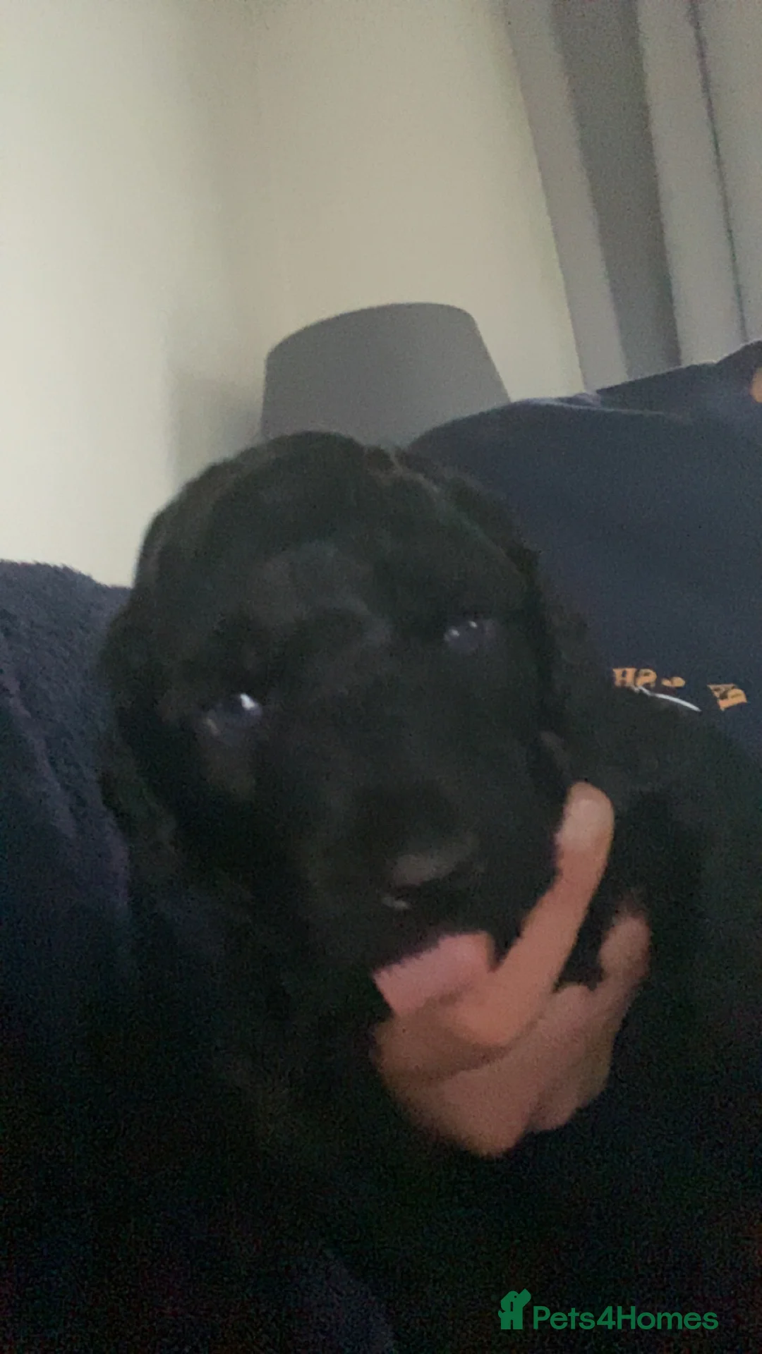 Cockapoo dogs for sale: 5 beautiful cockapoo puppies  - Advert 21