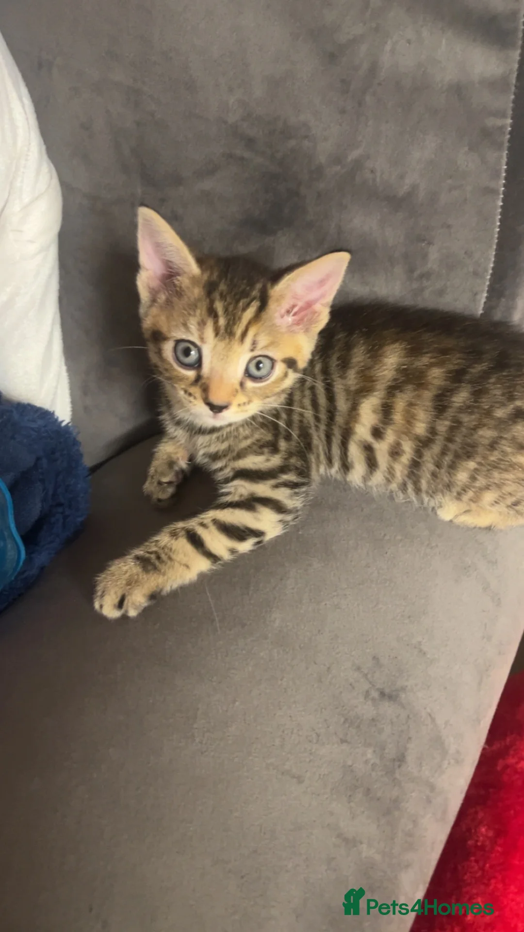 British Shorthair cats for sale: Male and female tabby shorthair - Advert 2