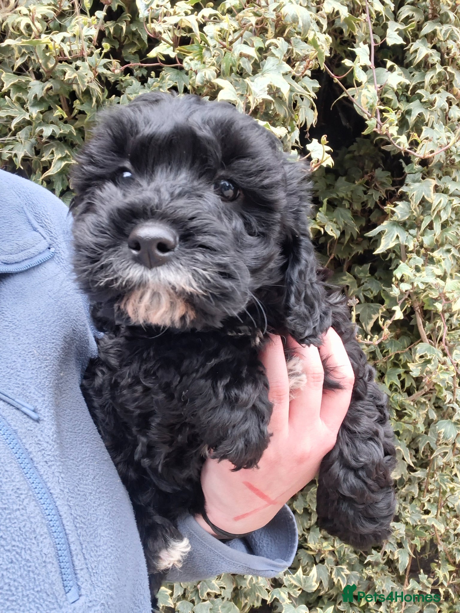 Cavapoo dogs Gorgeous f1 cavapoos - 1 girl left - Advert 2