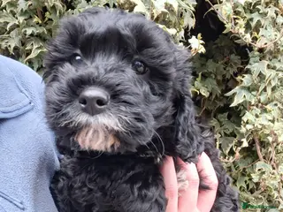 Cavapoo dogs Gorgeous f1 cavapoos - 1 girl left - Advert 2
