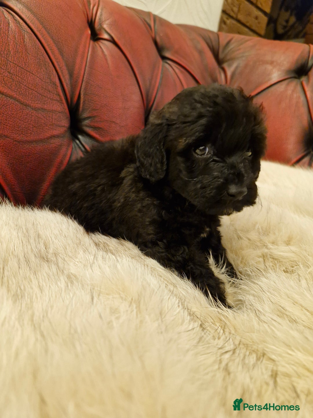 Poodle dogs for sale: AVAILABLE FOR WALKIES NOW - Advert 4