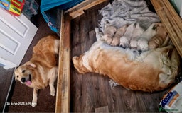 Golden Retriever dogs for sale: 💫💫💫 All puppies are reserved 💫💫💫 in Saint Helens - Image 32