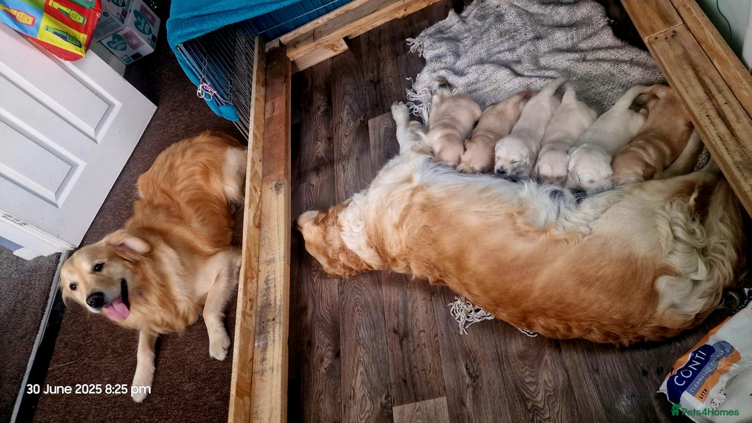 Golden Retriever dogs for sale: 💫💫💫 All puppies are reserved 💫💫💫 in Saint Helens - Image 32