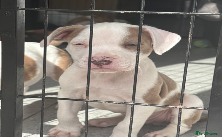 Staffordshire Bull Terrier dogs - Advert 11
