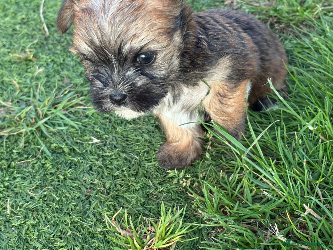 Chorkie dogs for sale: 3 beautiful chorkie puppies for sale - Image 5