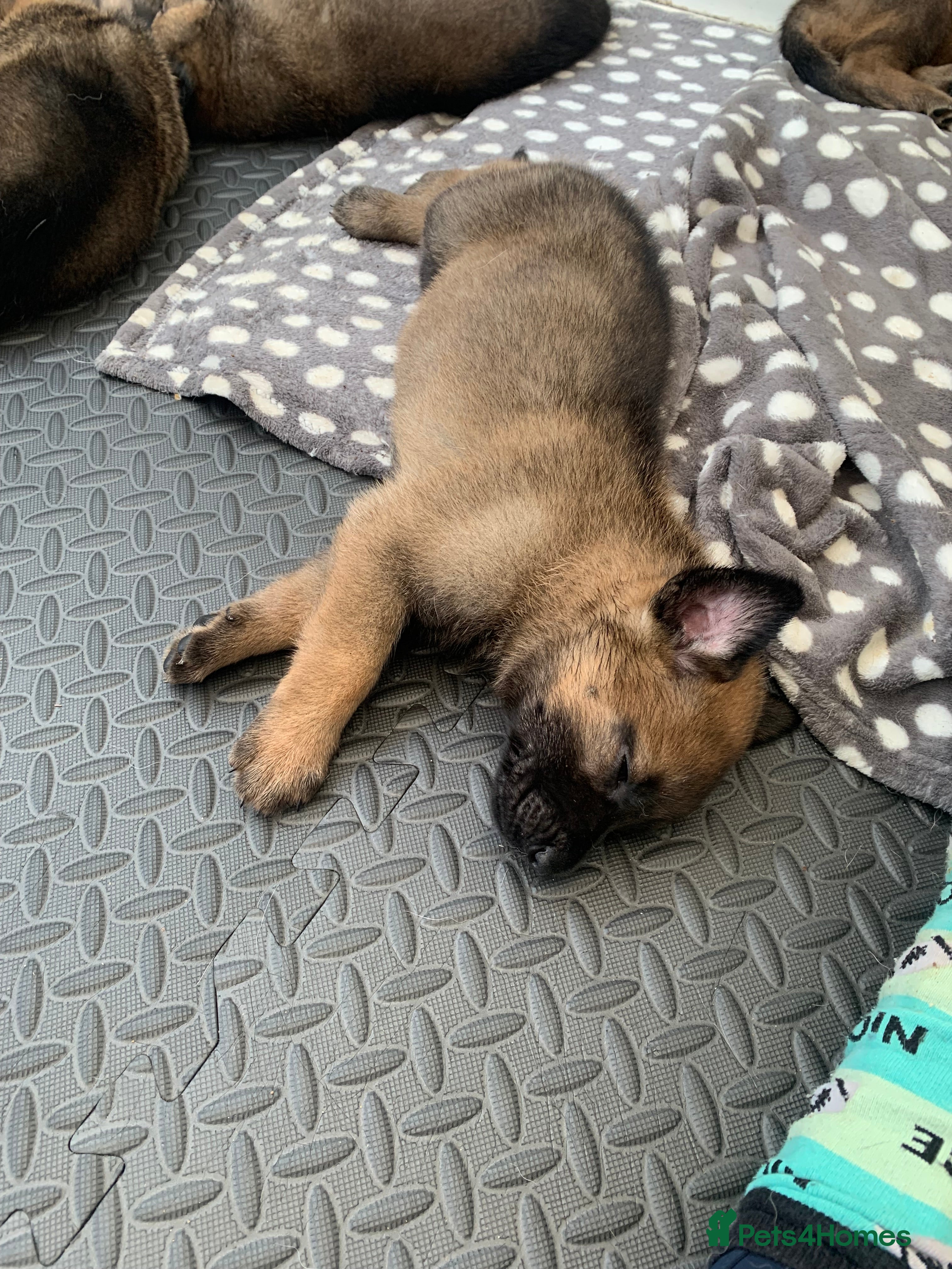 Mixed Breed dogs Belgian Malinois x German Shepherd puppies  - Advert 2