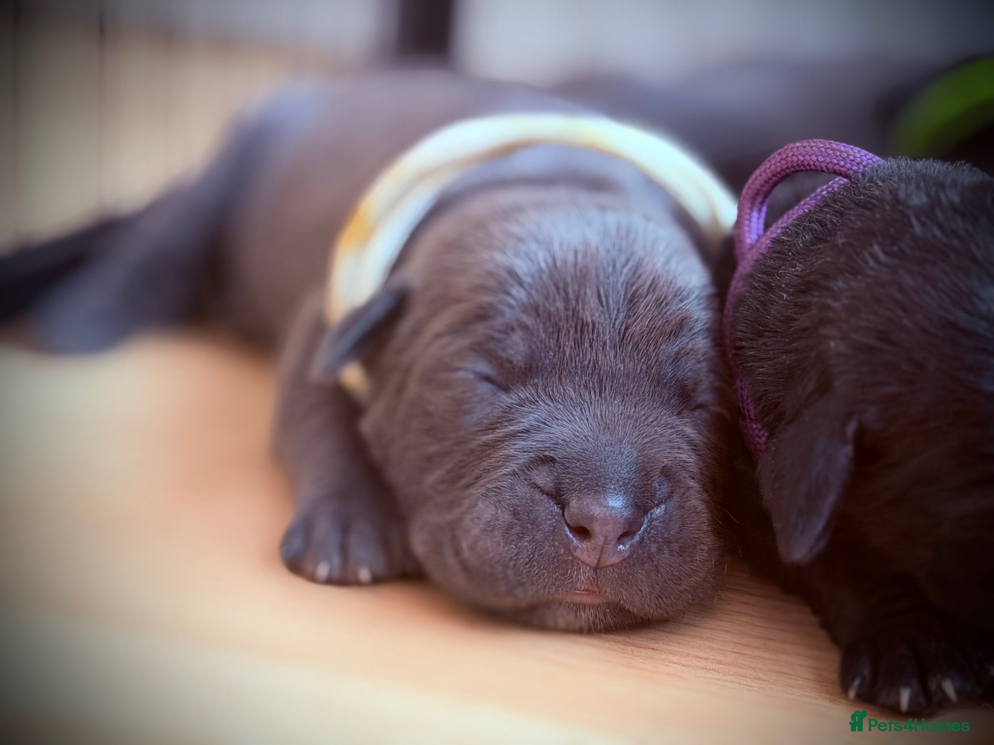 Cane Corso dogs 🐾 LITTER „K” they’re here 🥳 🐾 - Advert 2