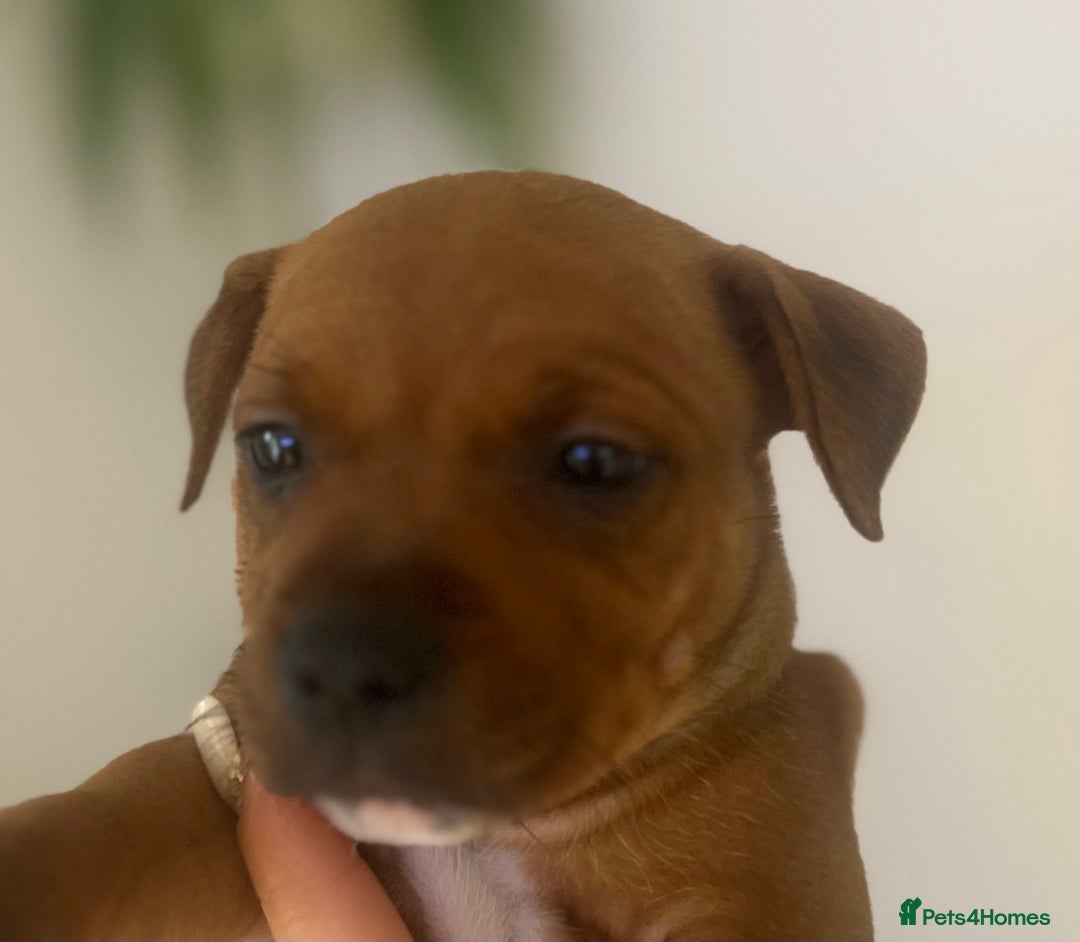 Staffordshire Bull Terrier dogs for sale: Red Staffordshire bull terrier puppies ❤️🐾 - Image 15