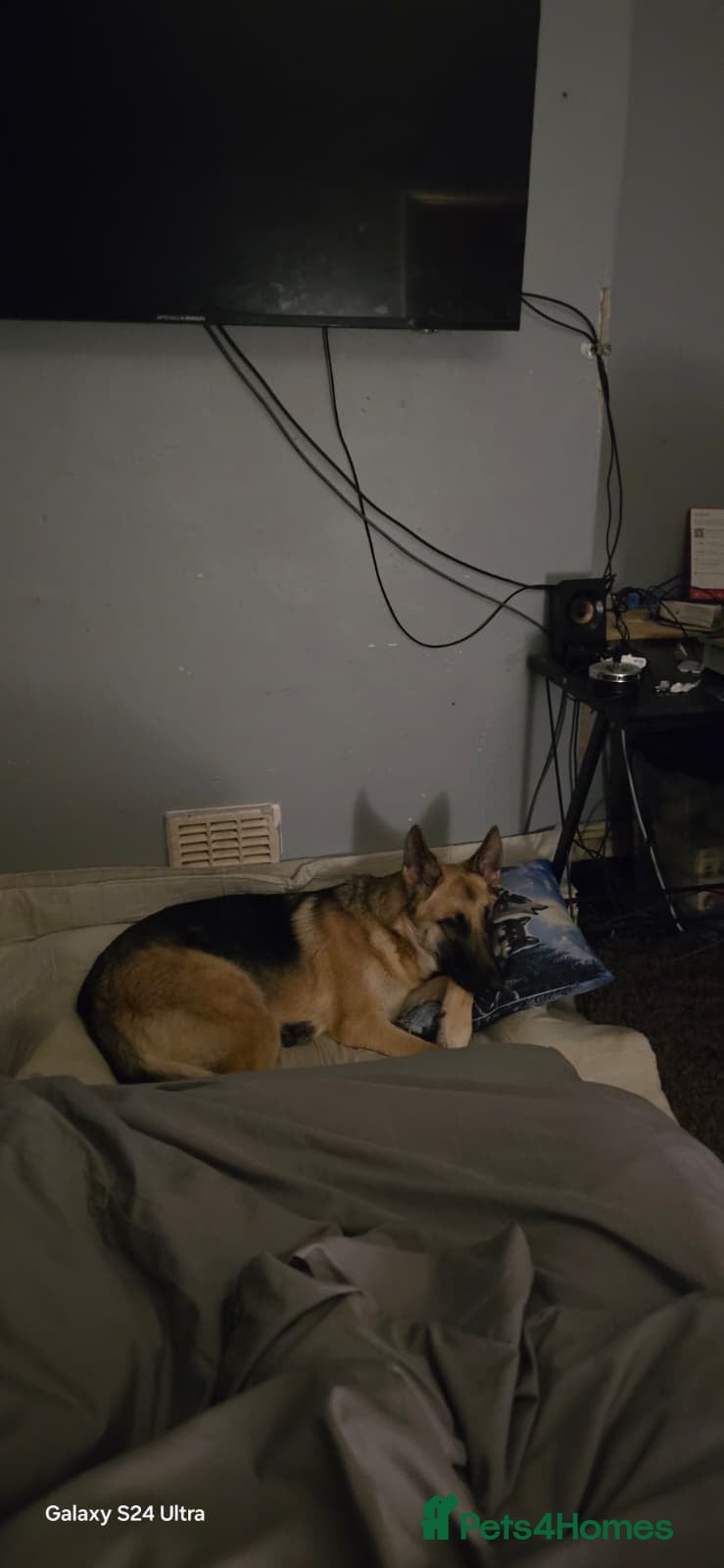 Mixed Breed dogs for sale: Skye the German Shepard  in North Shields - Advert 4