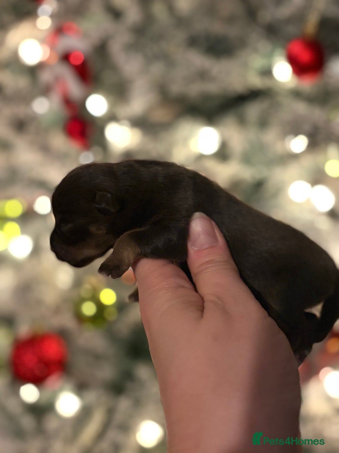 Miniature Schnauzer dogs for sale: Chocolate & Tan, Wheaten Parti Mini Schnauzers - Advert 9