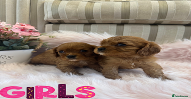 Cavalier King Charles Spaniel dogs - Advert 10