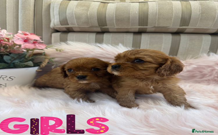 Cavalier King Charles Spaniel dogs - Advert 1