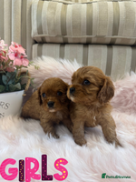 Cavalier King Charles Spaniel dogs - Advert 1