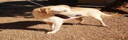 Mixed Breed dogs for adoption: 🐾💔 Yogui Needs a Home 💔🐾 - Advert 2