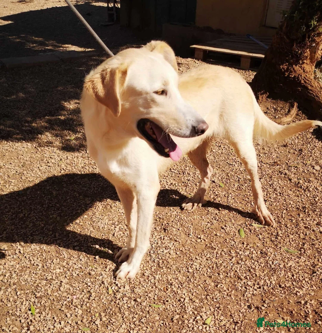 Mixed Breed dogs for adoption: 🐾💔 Yogui Needs a Home 💔🐾 - Advert 2