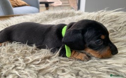 Miniature Dachshund dogs for sale: Quality KC Miniature Dachshund Puppies - Image 16