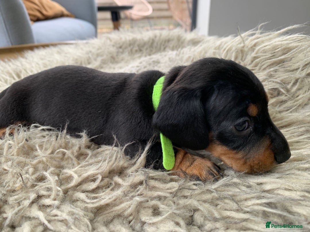 Miniature Dachshund dogs for sale: Quality KC Miniature Dachshund Puppies - Image 16