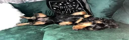 Cocker Spaniel dogs for sale: Show bred cocker spaniel - FOREVER HOME ONLY!  in Leeds - Advert 24