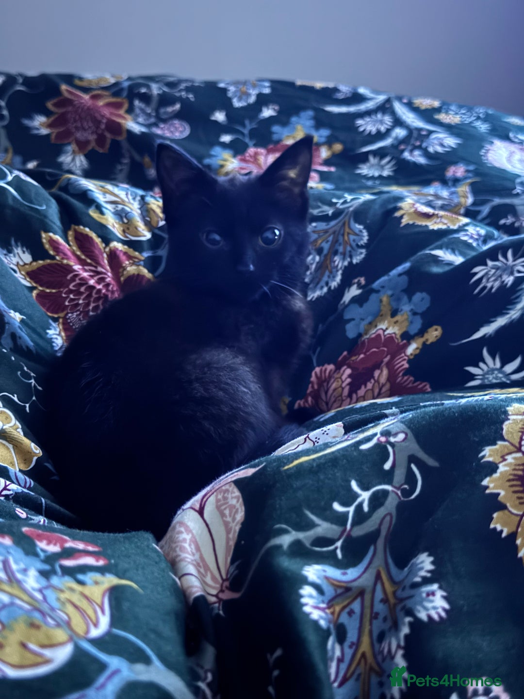 Mixed Breed cats for sale: Beautiful kitten for sale - Advert 4