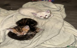 Bengal cats for sale: Snow Lynx, Marble & Brown Rosette Bengals - Image 28