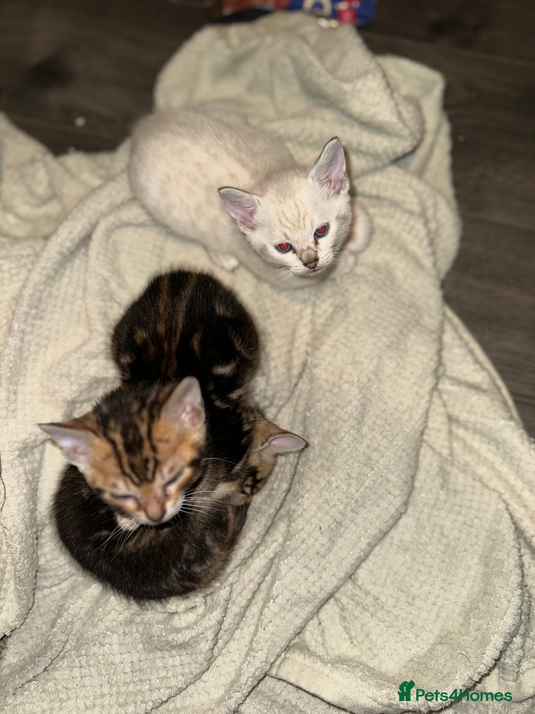 Bengal cats for sale: Snow Lynx, Marble & Brown Rosette Bengals - Image 28