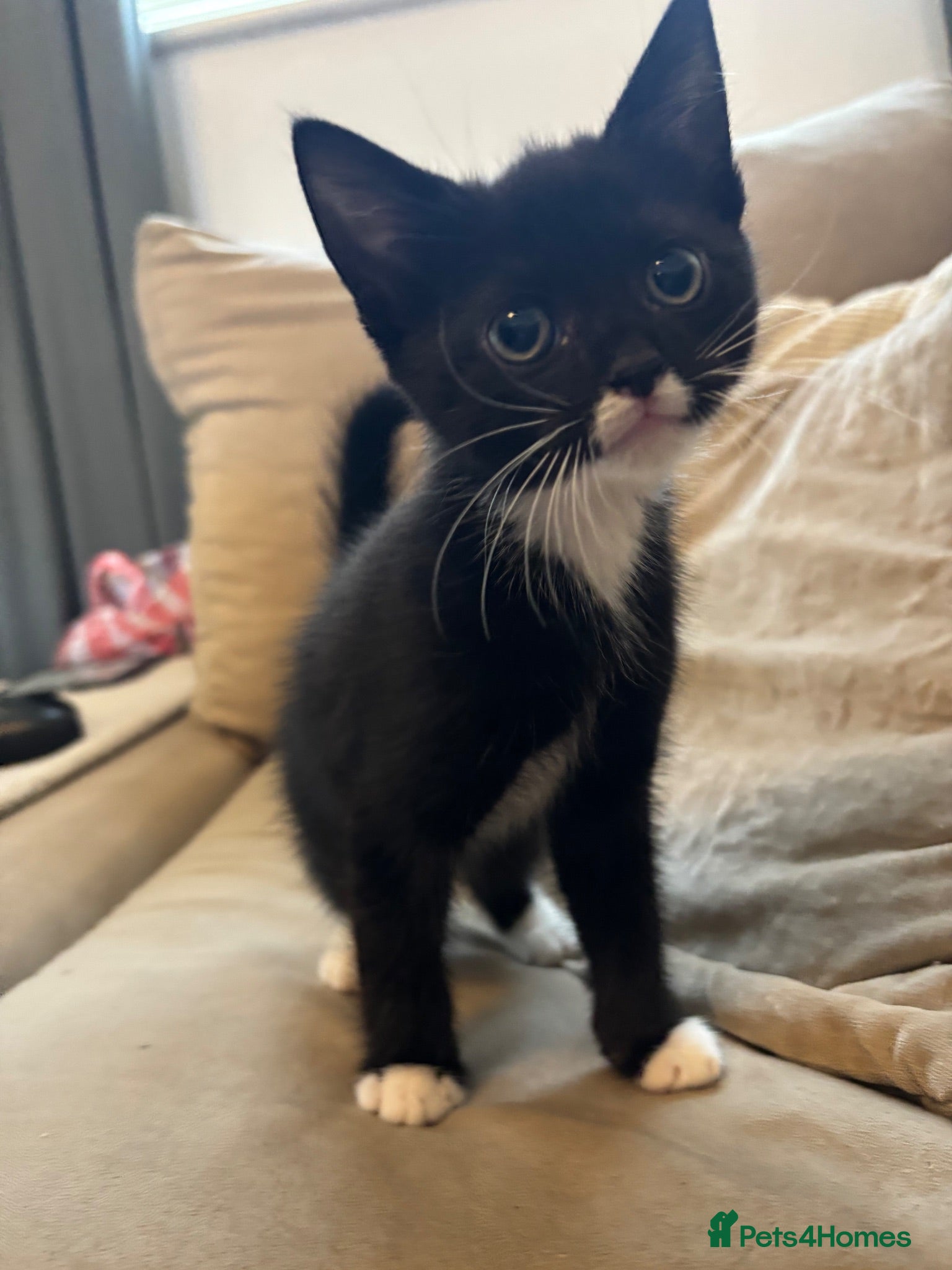 Mixed Breed cats ‼️LAST BOY READY NOW‼️ - Advert 3