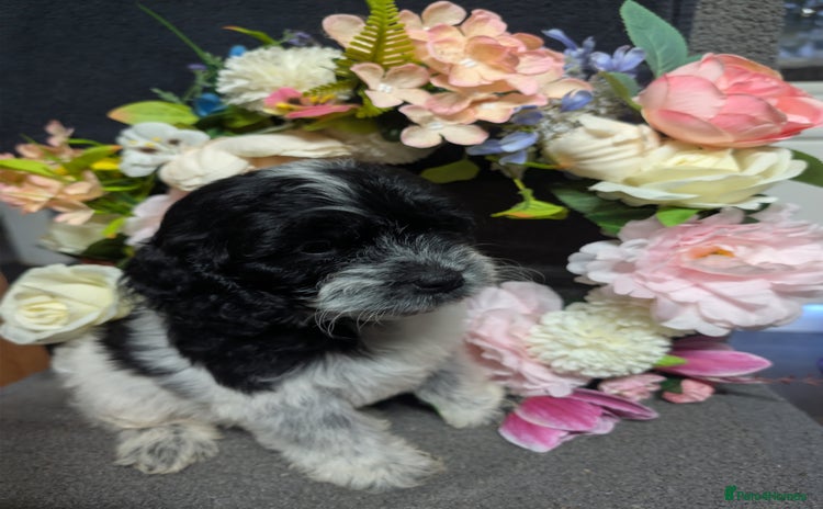 Cockapoo dogs - Advert 9