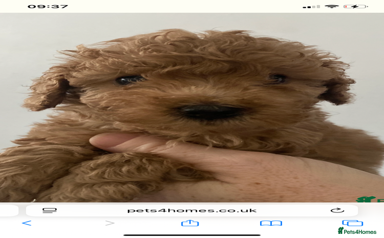 Cavapoo dogs - Advert 1