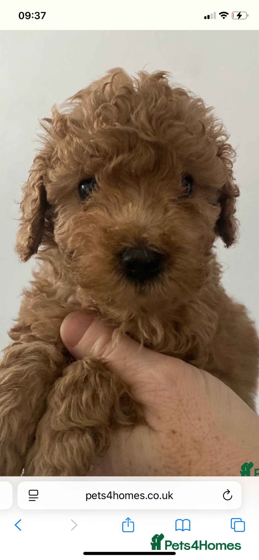 Cavapoo dogs for sale: Cavapoo puppy ready 21st October 1 girl left  - Advert 2