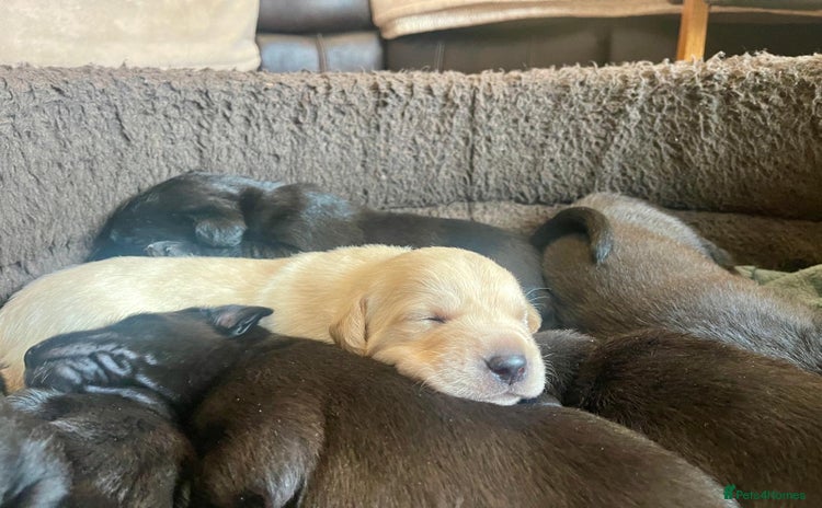 Labrador Retriever dogs - Advert 15