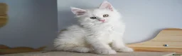 Maine Coon cats for sale: Rare Red Shaded TICA Maine Coon Kittens - Advert 13