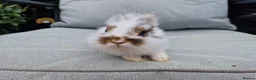 Lionhead rabbits for sale: 2 lionhead boys - Advert 14