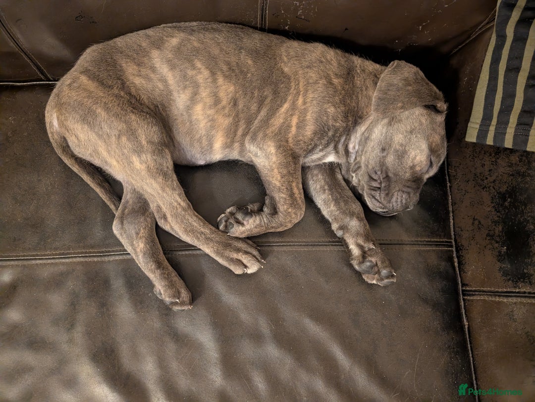 Cane Corso dogs for sale: BLUE BRINDLE MALE CANE CORSO PUPPY - Advert 12