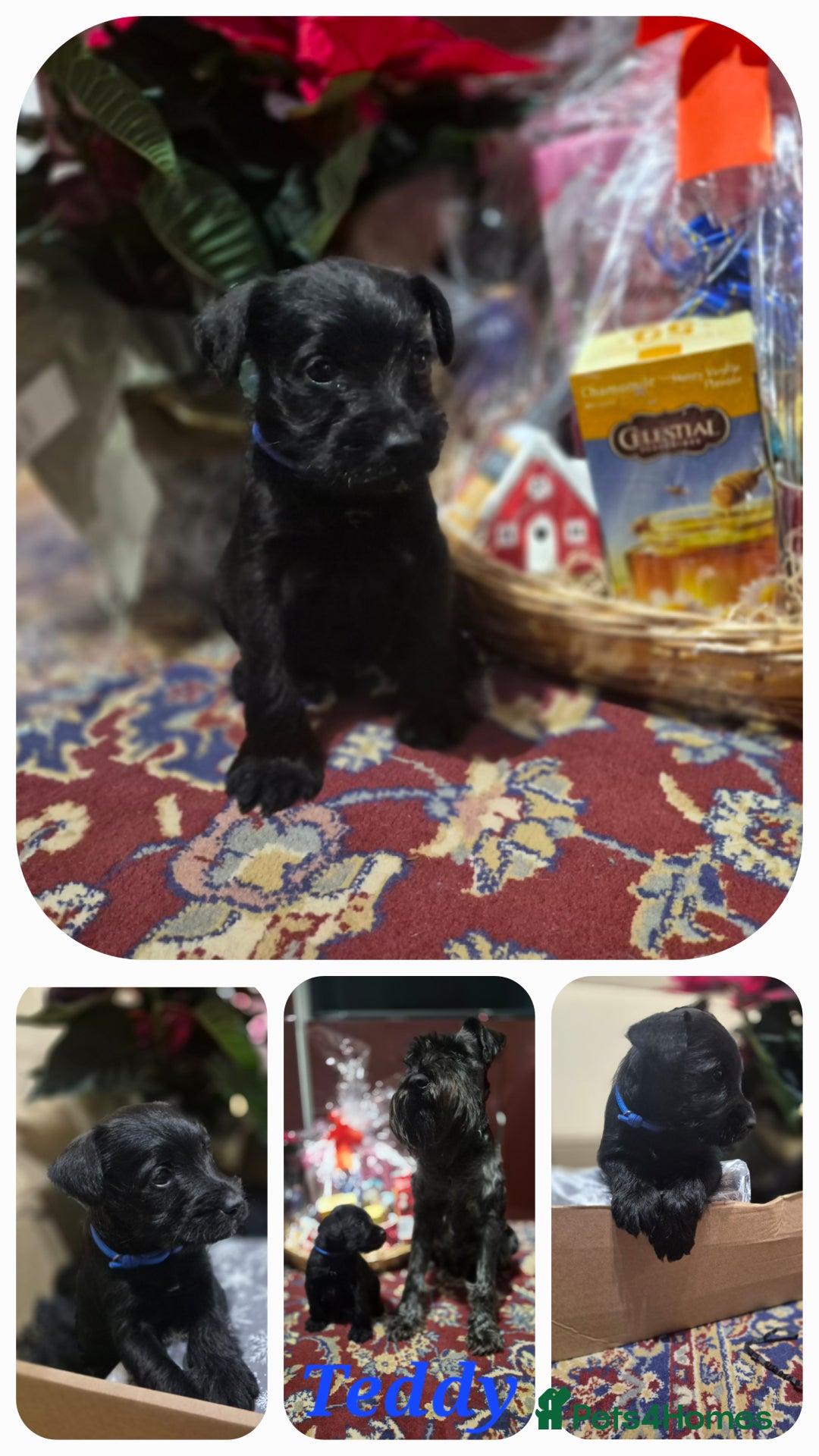 Miniature Schnauzer dogs for sale: 🩷🩷🩷🩵🩵Miniature schnauzers 1st Vac✓BVA✓KC reg✓ - Advert 7