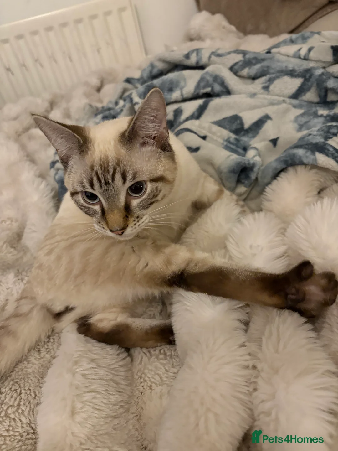 Mixed Breed cats for sale: Two Half Rag half Tabby kittens - Advert 4