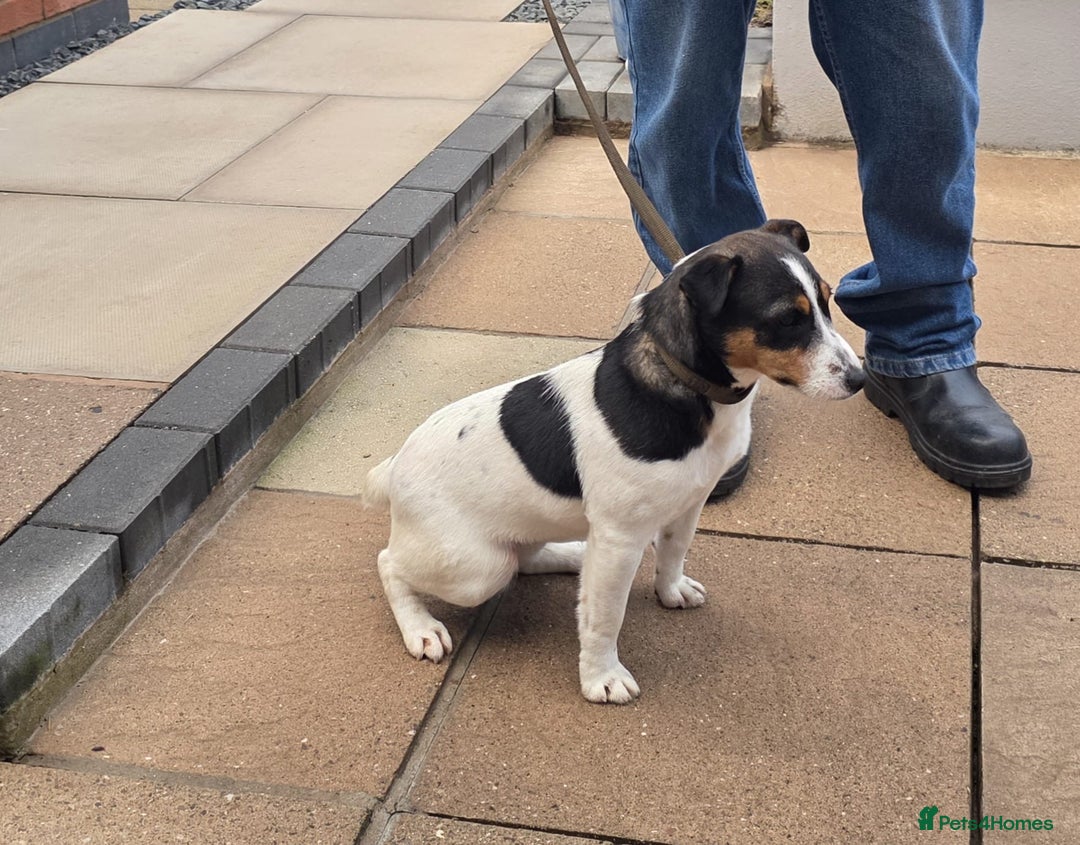 Jack Russell dogs for sale: Jack Russell   - Advert 2