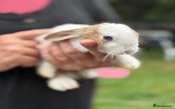 Mini Lop rabbits for sale: Gorgeous Pure Mini Plush Lops - Image 7
