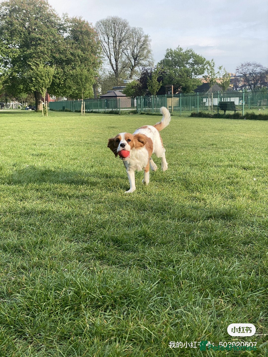 Cockalier dogs for sale: Cavalier Puppy–Loving, Healthy, and Full of Joy - Image 12