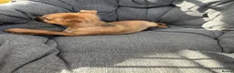Mixed Breed dogs for sale: Border terrier x Jack Russell boy pup  in Harlow - Advert 4