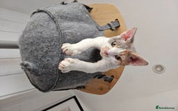 Devon Rex cats for sale: Super affectionate and friendly girl - Image 1