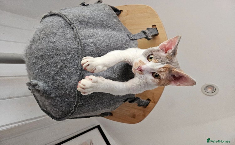 Devon Rex cats - Advert 1