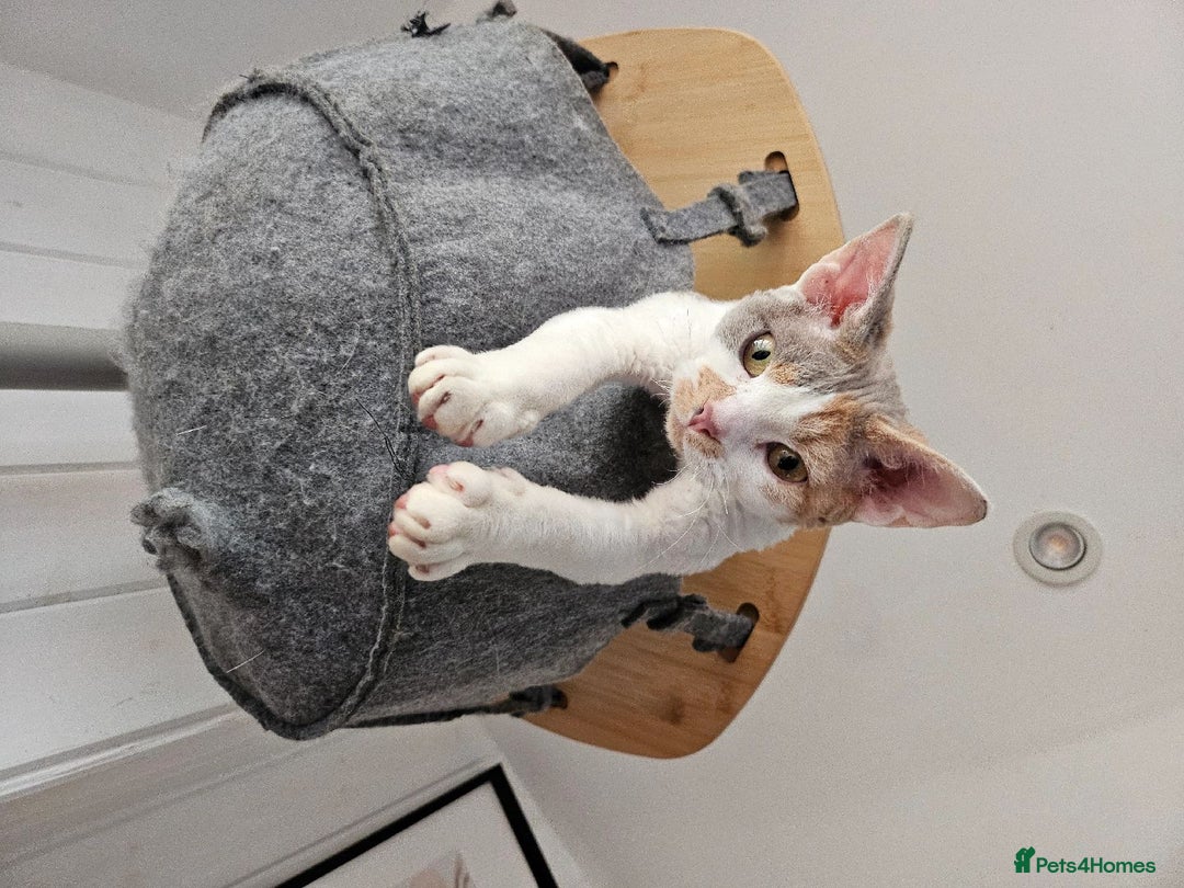 Devon Rex cats for sale: Super affectionate and friendly girl - Image 1