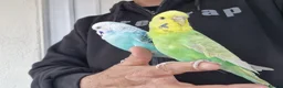 Budgerigars birds for sale: Super silly hand tamed Budgies  - Advert 21