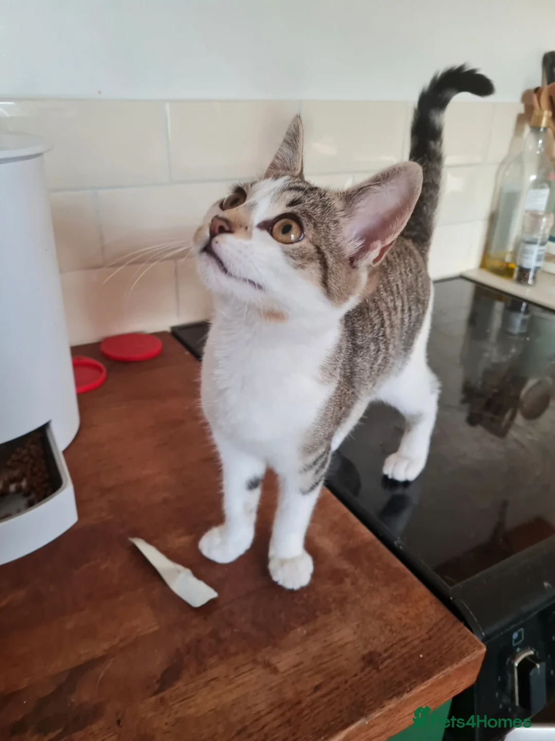 Mixed Breed cats for sale: Cat lover needed, new home for Brie in Ferryhill - Advert 13