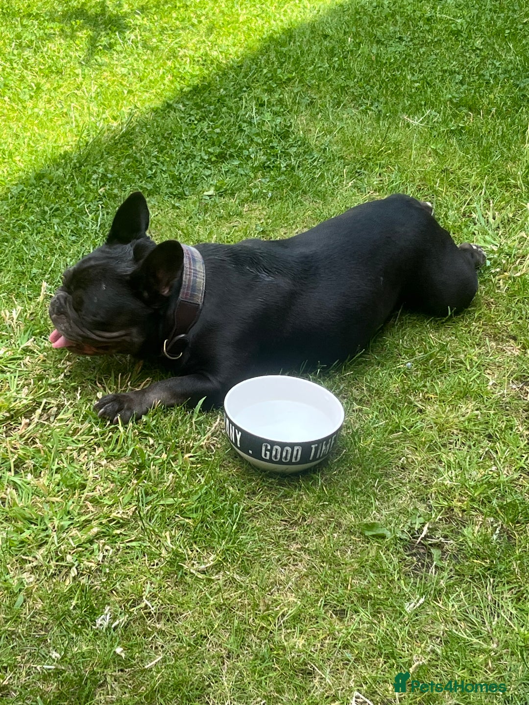 French Bulldog dogs for sale: 5 year old French bulldog - Advert 4